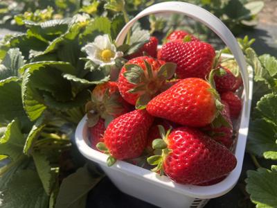 Basket of Strawberries In Field-2.jpeg (copy)