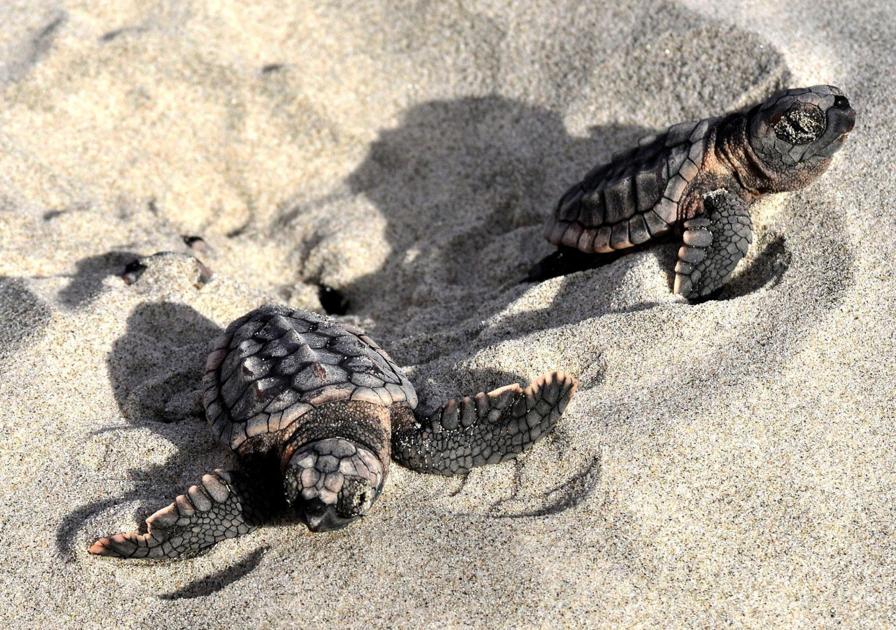 The SC bill to protect turtles would create special zones with less beach lighting News
