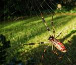 Gardening: the return of the banana spiders