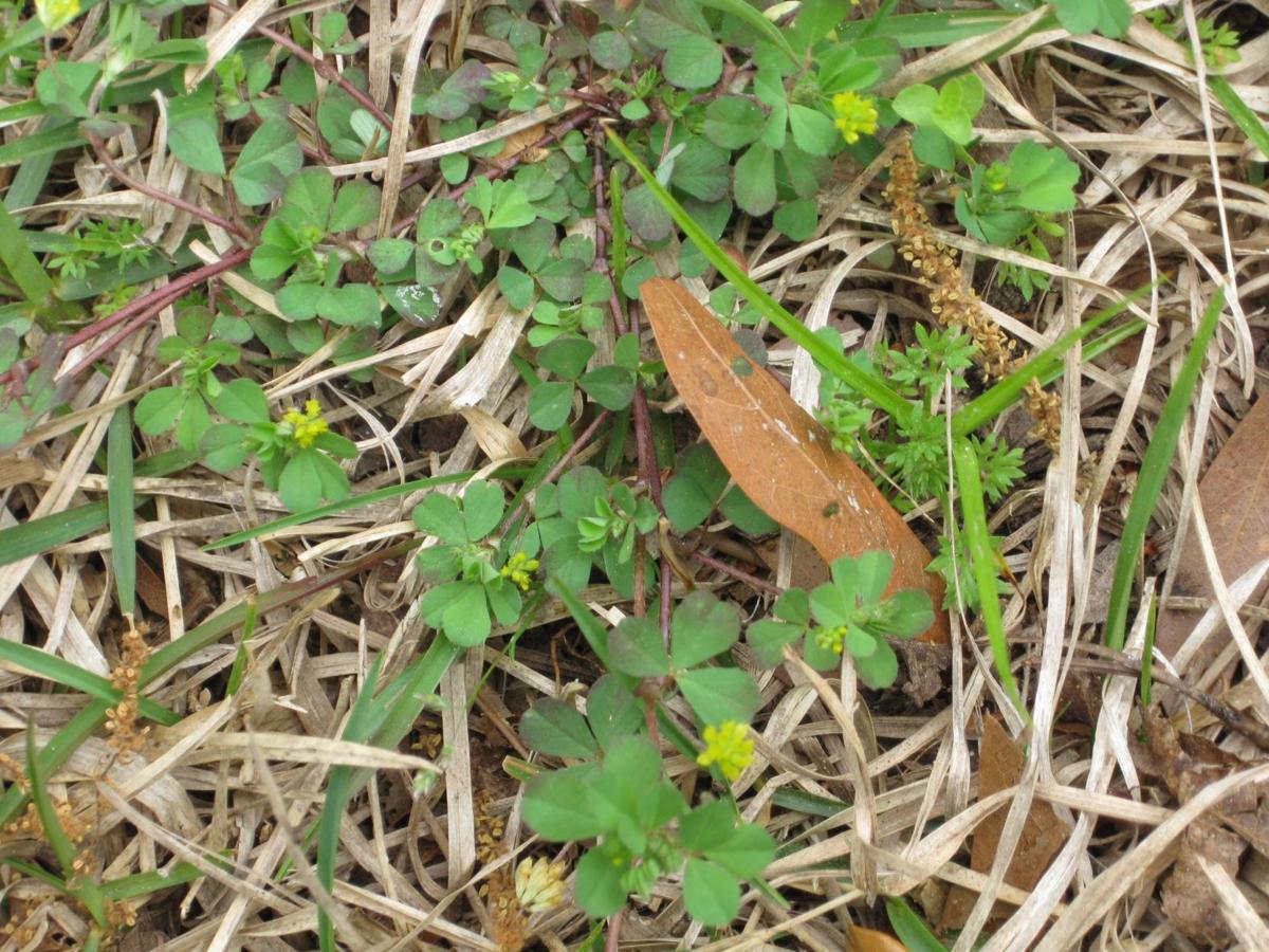 Attack Winter Weeds Perennials Can Be Kept In Check Home And
