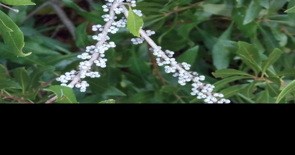 Waxing eloquent on wax myrtle Opinion