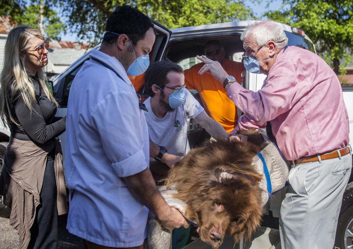 Charleston Veterinary Clinics Start Curbside Services In Response To The Coronavirus Covid 19 Postandcourier Com