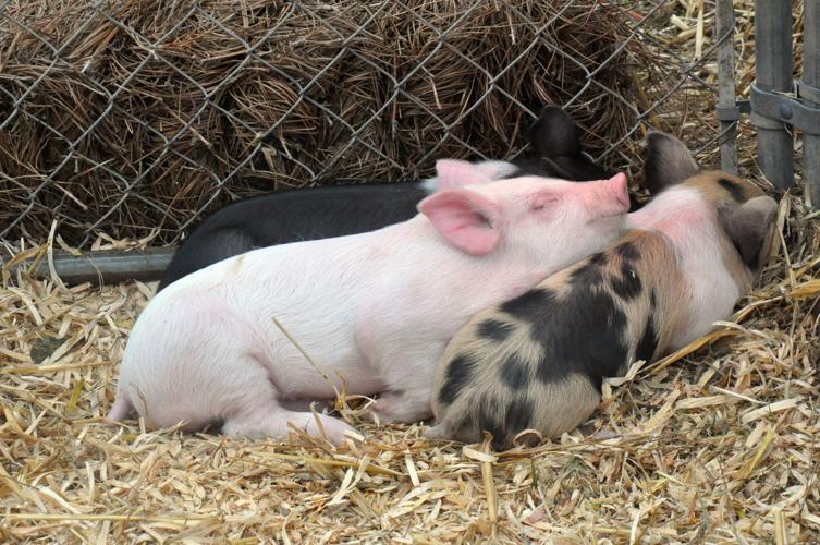 A Lebanon family tradition Christmas tree farm one of the last of its kind News