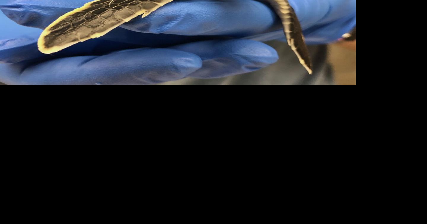 Columbia-raised sea turtle being rereleased in Georgetown