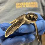 Columbia-raised sea turtle being rereleased in Georgetown