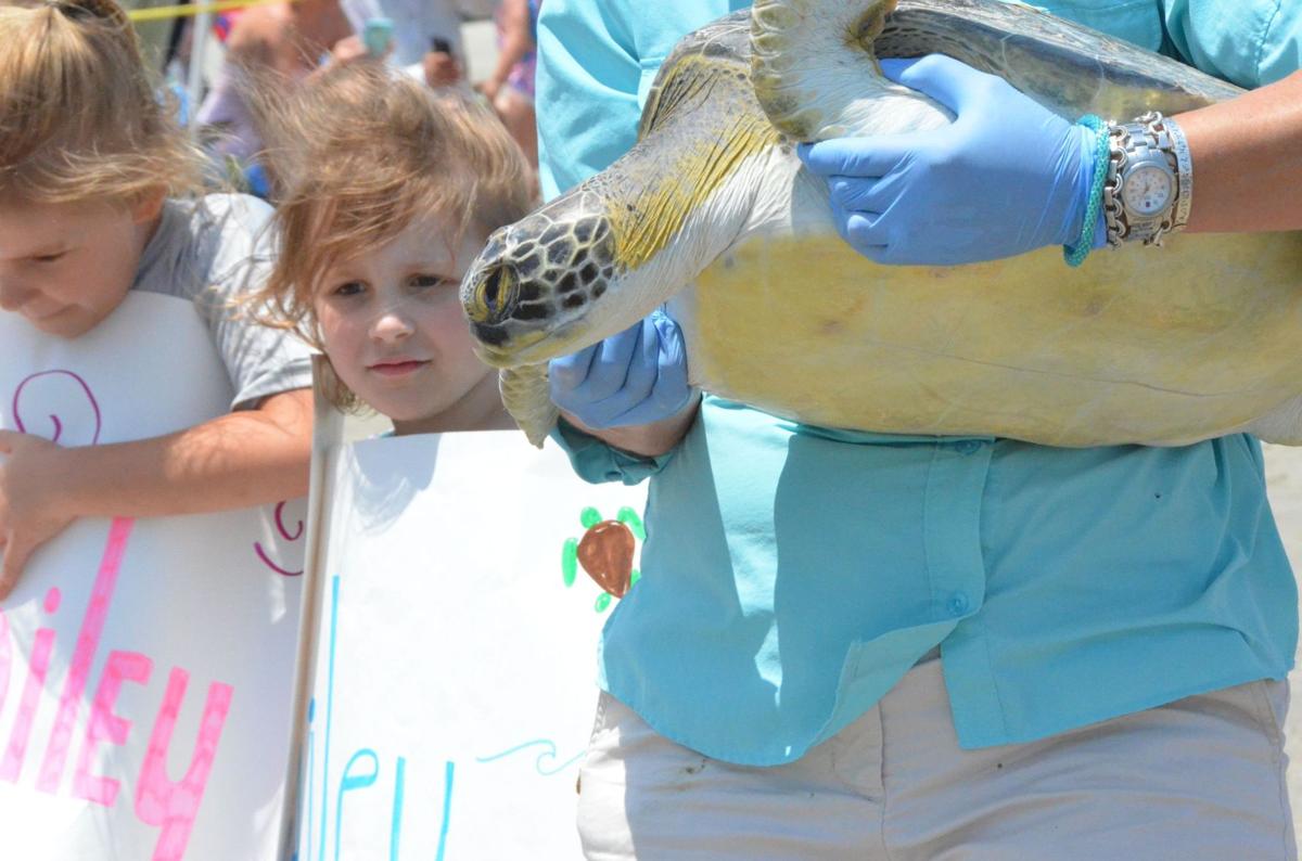 SC Aquarium releases six rehabbed sea turtles