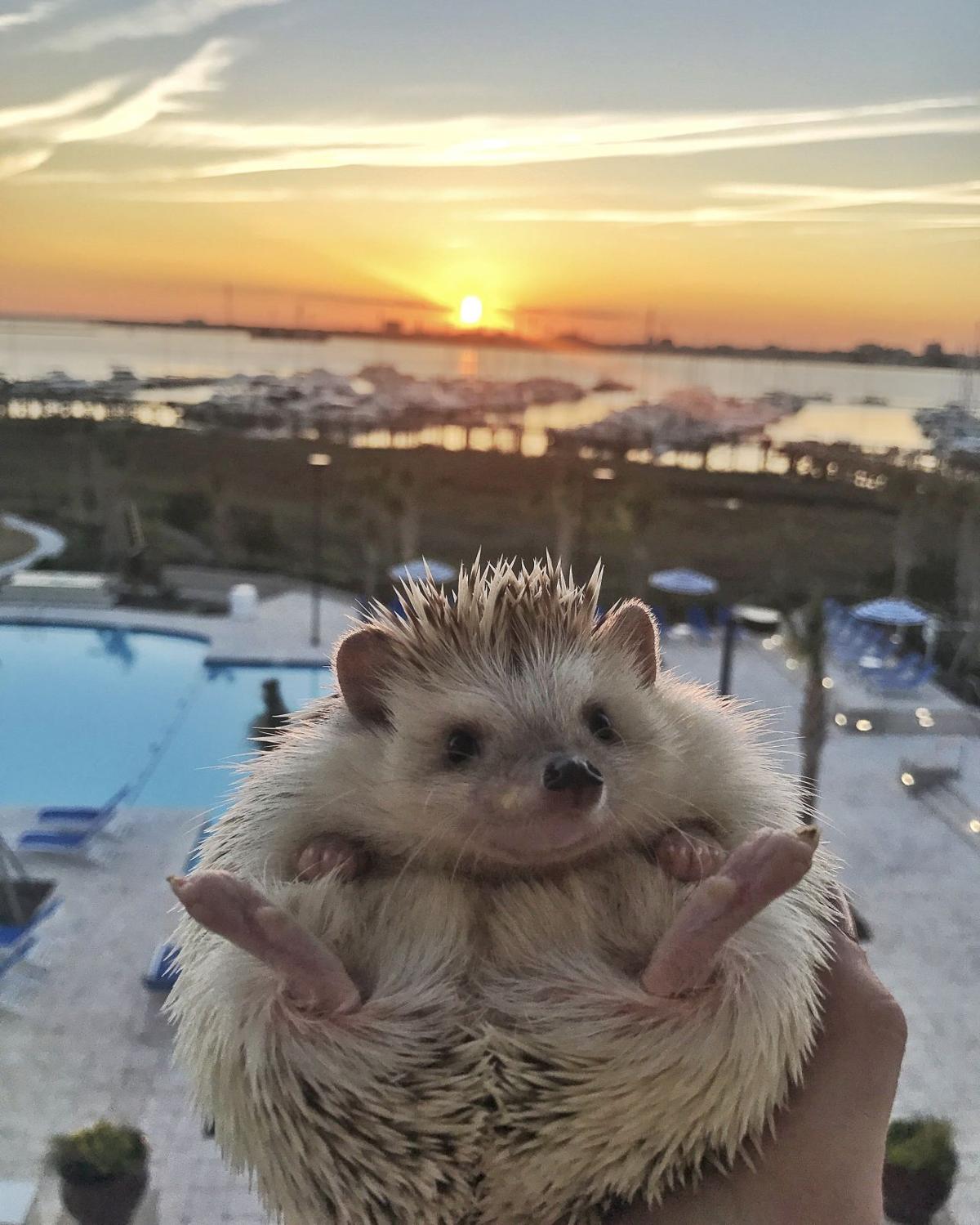 Meet Lionel, the Charleston hedgehog that became an Instagram celebrity ...
