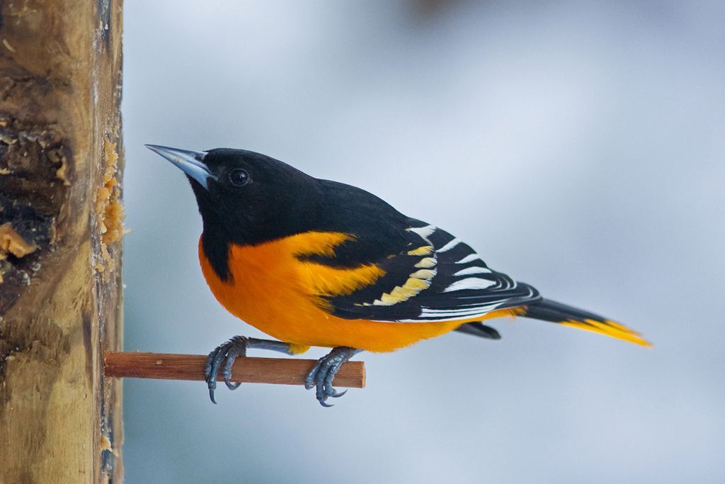 Orioles among New World's most vibrant birds, Community News