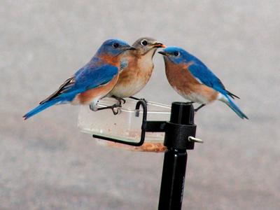 Attract 'bluebirds of happiness' to your backyard | News ...