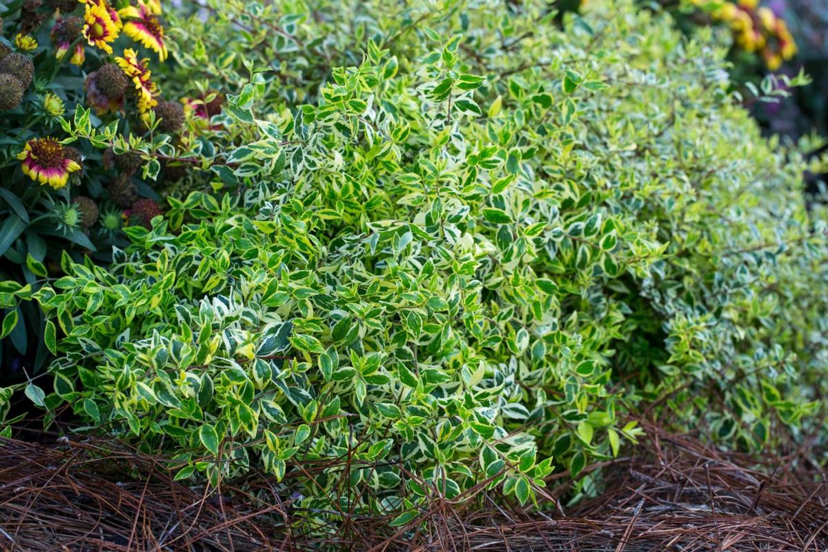 Southern Living Offers Colorful Shrubs For A Variety Of Charleston Landscapes Features Postandcourier Com