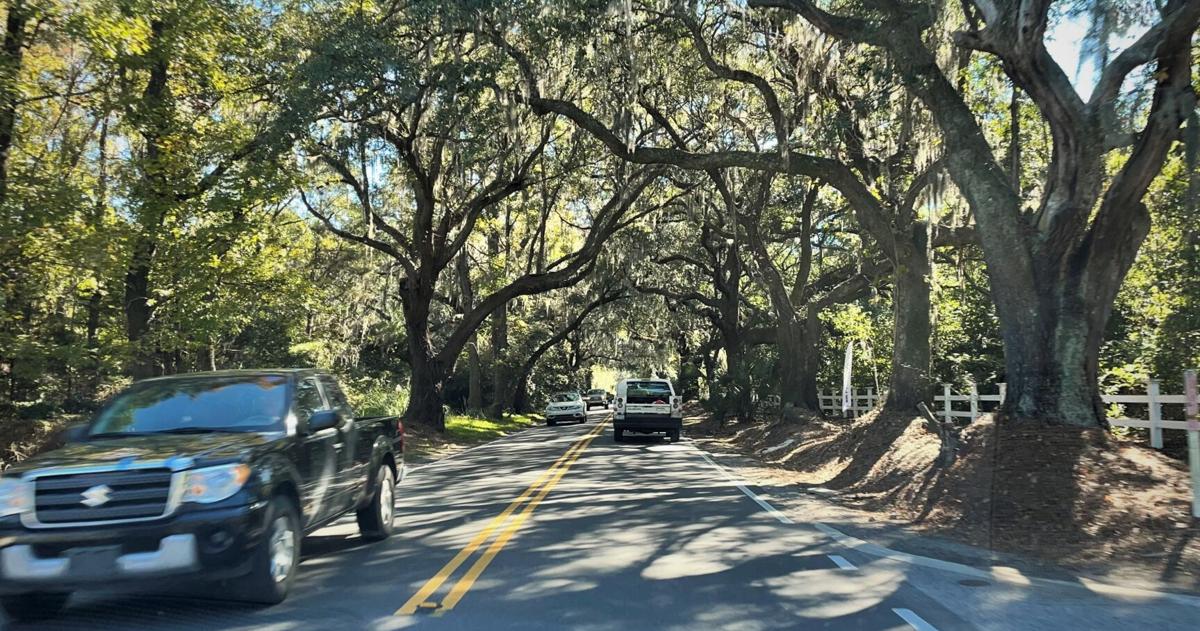 Charleston board approves removing 20 trees near busy Johns Island ...