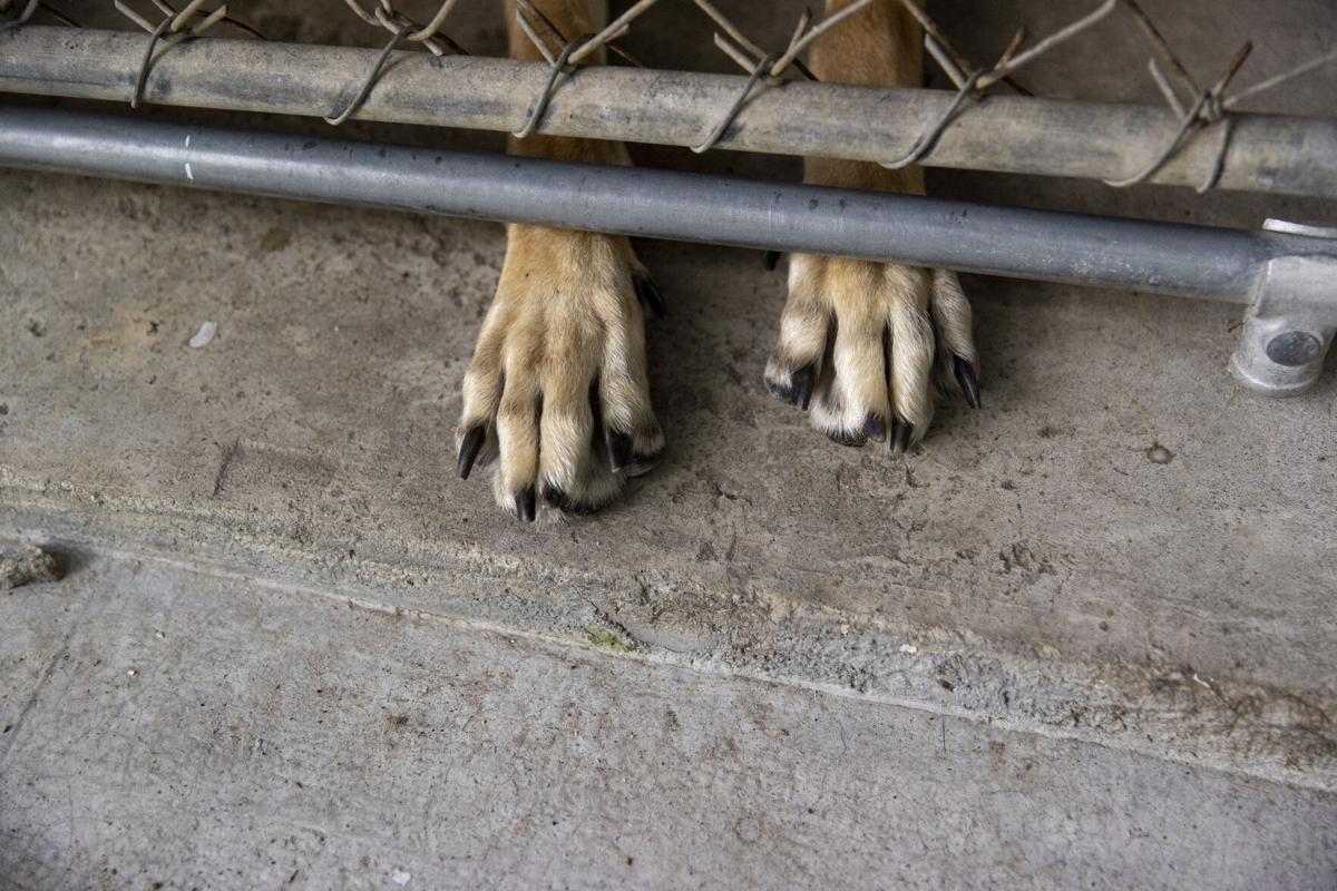 dorchester paws17.JPG
