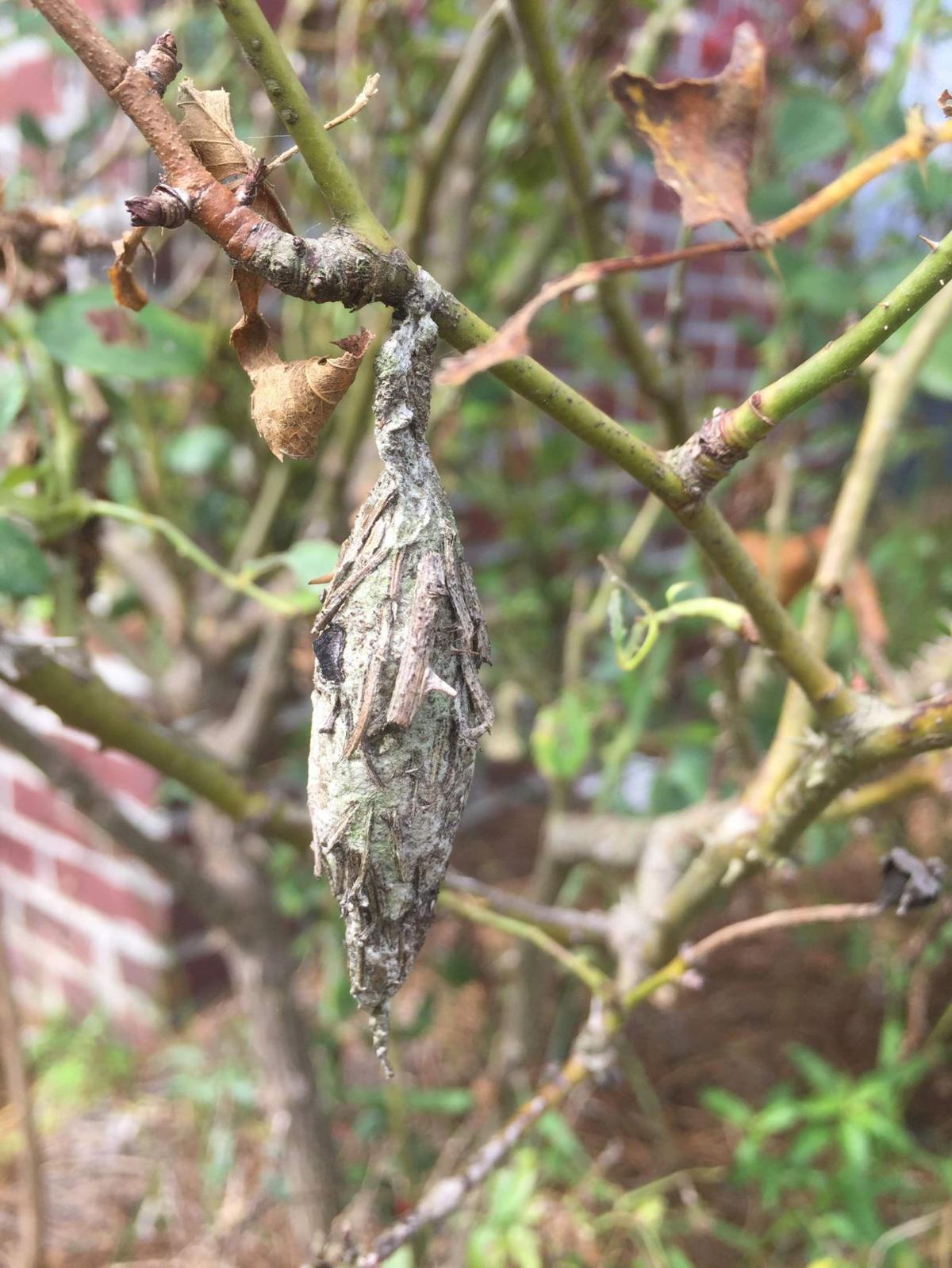 Life Is Short For Pesky Bagworms Who Eat A Lot Mate Then Die