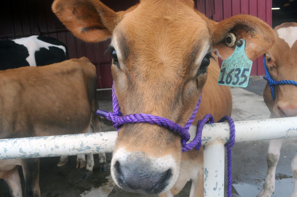 South Carolina State Fair Brings Stampede Of Cattle Competitors To Columbia State News Postandcourier Com