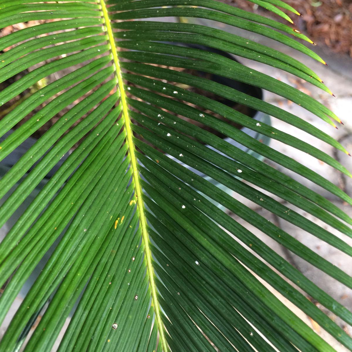 Sago Palms Or Cycads Are Welcome Lowcountry Transplants Columnists Postandcourier Com