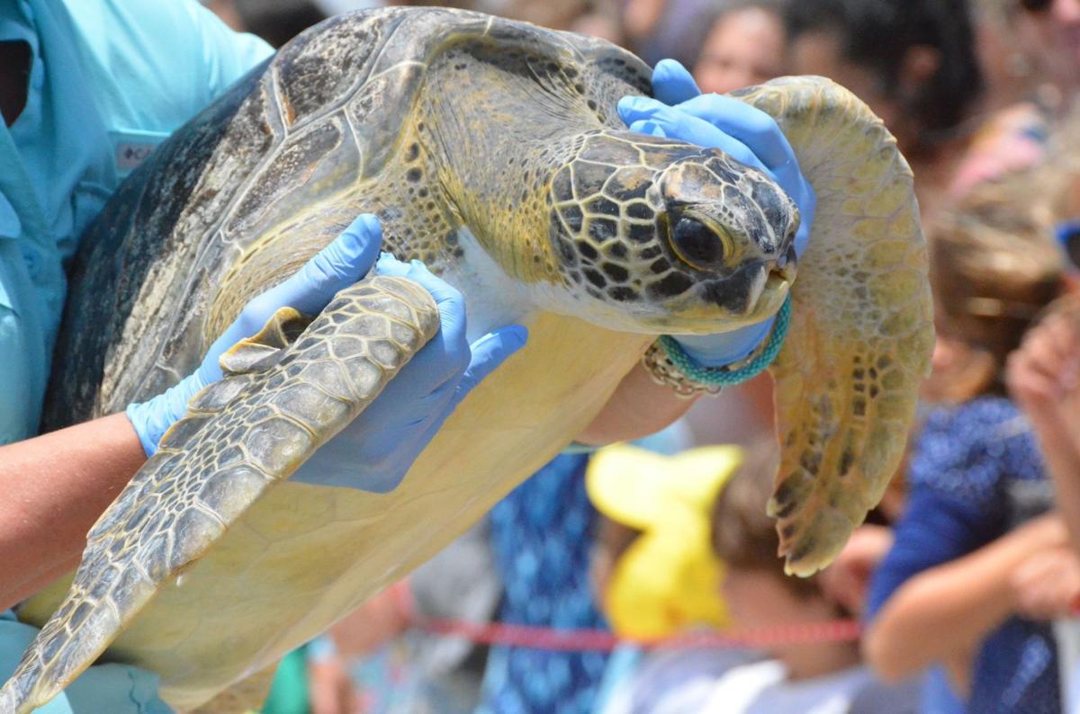 SC Aquarium releases six rehabbed sea turtles