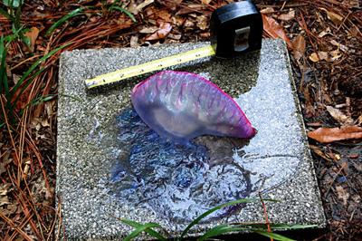 First Portuguese Man O War Of 2019 Recovered At Sullivan S
