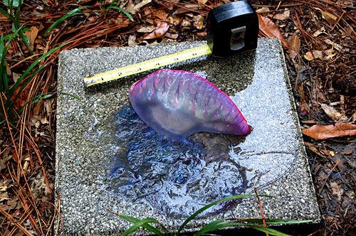 First Portuguese Man O War Of 2019 Recovered At Sullivan S Island News Postandcourier Com