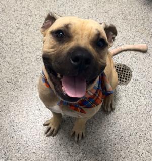 Happy Eddie at the Shelter.jfif