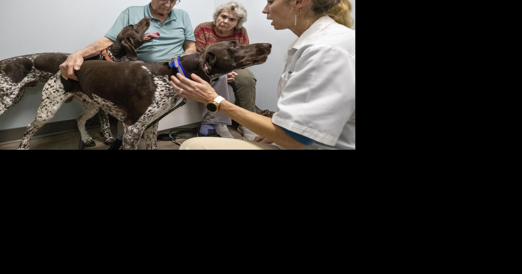 Mysterious dog illness detected in South Carolina | News