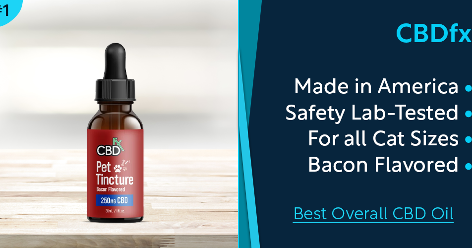 Give Your Furry Friend the Best Support in 2023 Give Your Furry Friend the Best Support in 2023