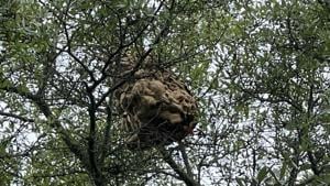 Invasive Hornet Species Poses Threat to South Carolina, Clemson University Issues Warnings