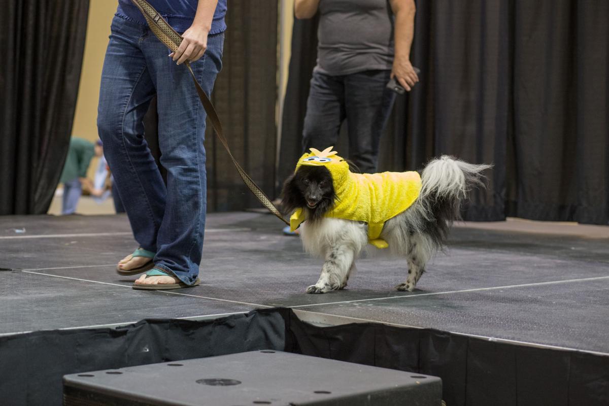 Pet Expo-October 14, 2017-897