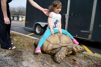 ‘The Turtle Man’ brings tortoises to North Main Street