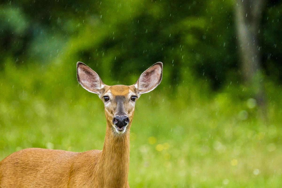 Aiken City Council Reviewing Change That Would Enable Deer Cull In Woodside Community News Postandcourier Com