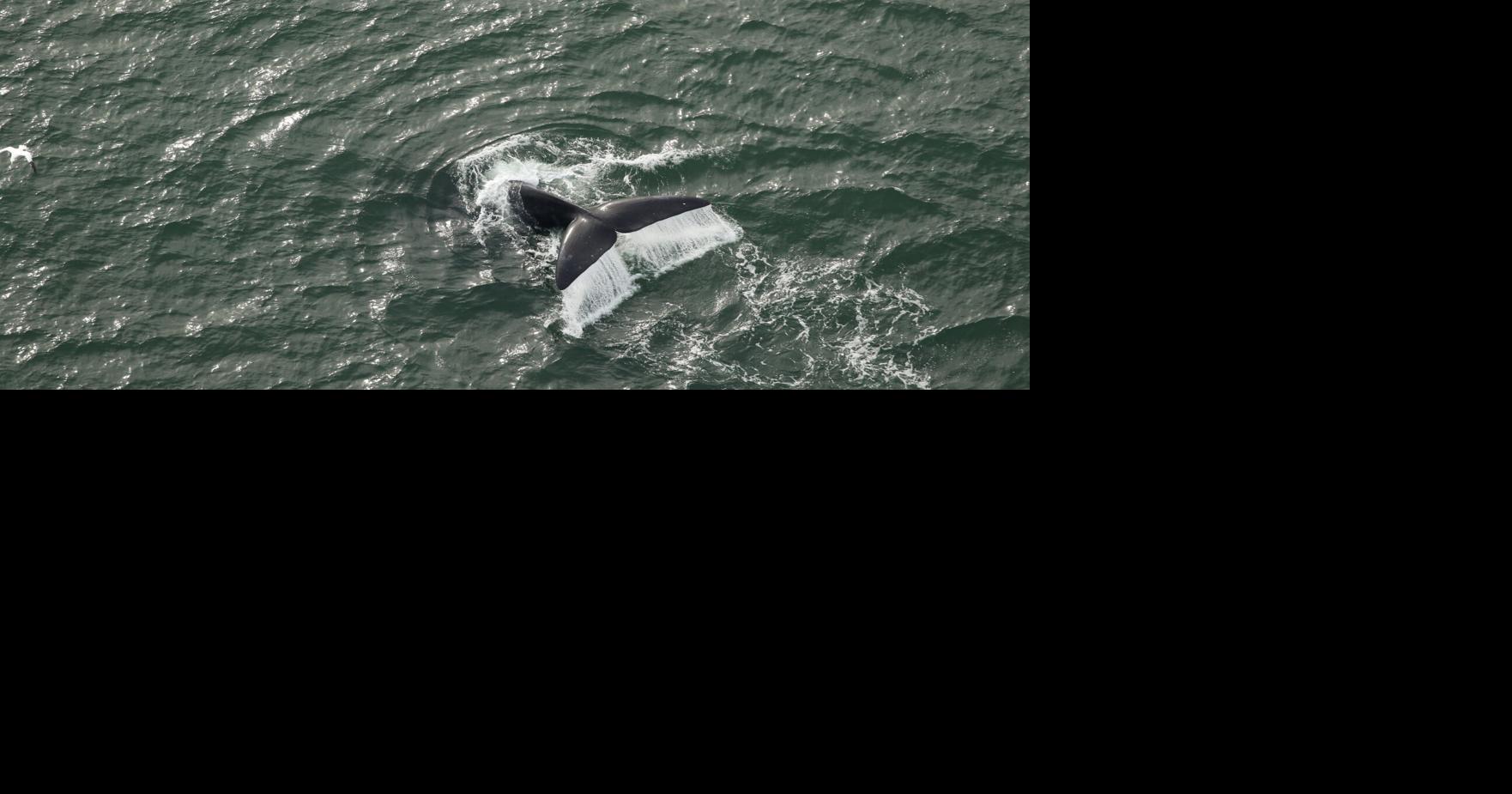 North Atlantic right whale still ‘close to extinction,’ continues slow ...