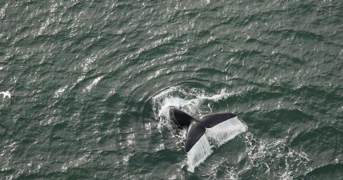North Atlantic right whale still ‘close to extinction,’ continues slow ...