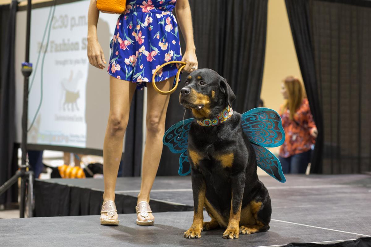 Pet Expo-October 14, 2017-890