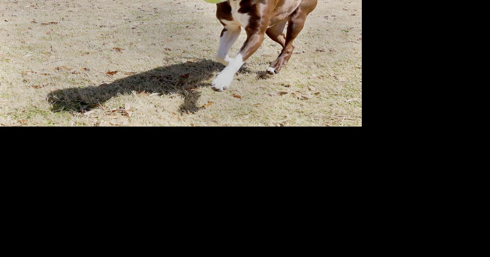 Caitlyn the Dog, anti-animal cruelty symbol, dies at 10 | News