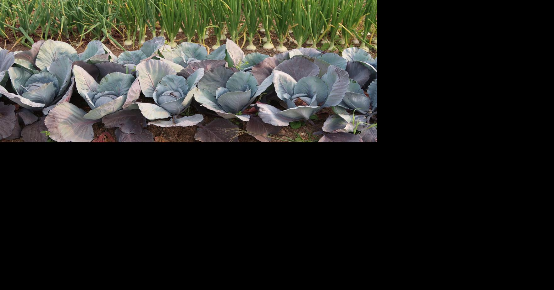 Reader photos: Farming