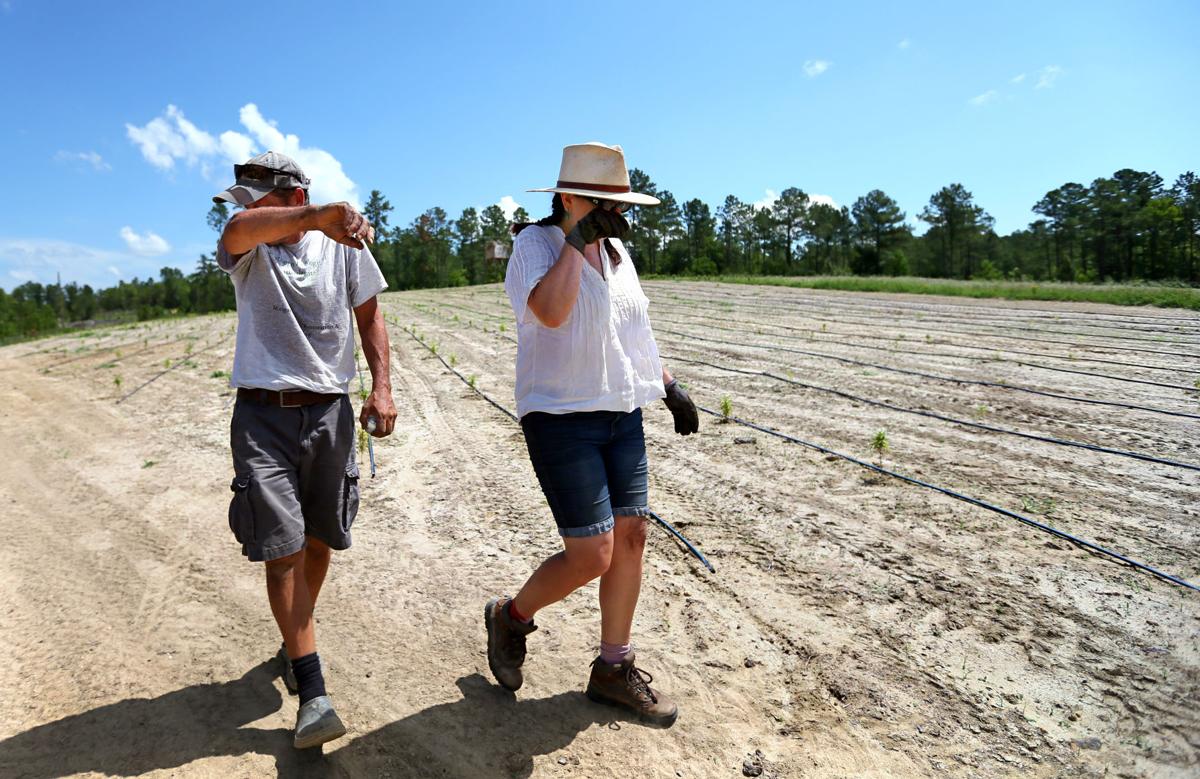 sweat hemp farm.jpg