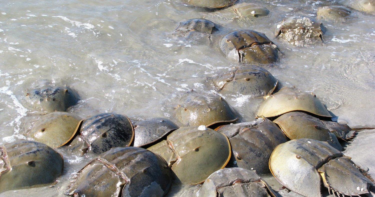 Why wildlife agency wants horseshoe crab harvesting to stop in SC nature refuge