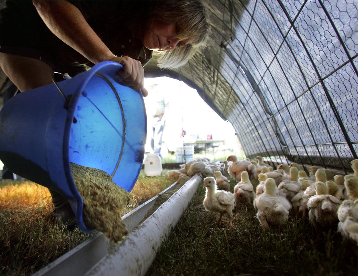 kfc chicken farm