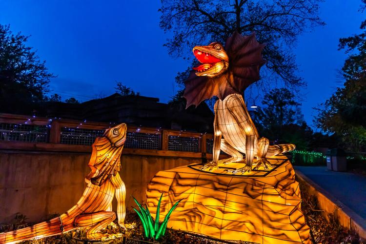 Gallery Riverbanks new show, Wild Lights, transforms zoo into