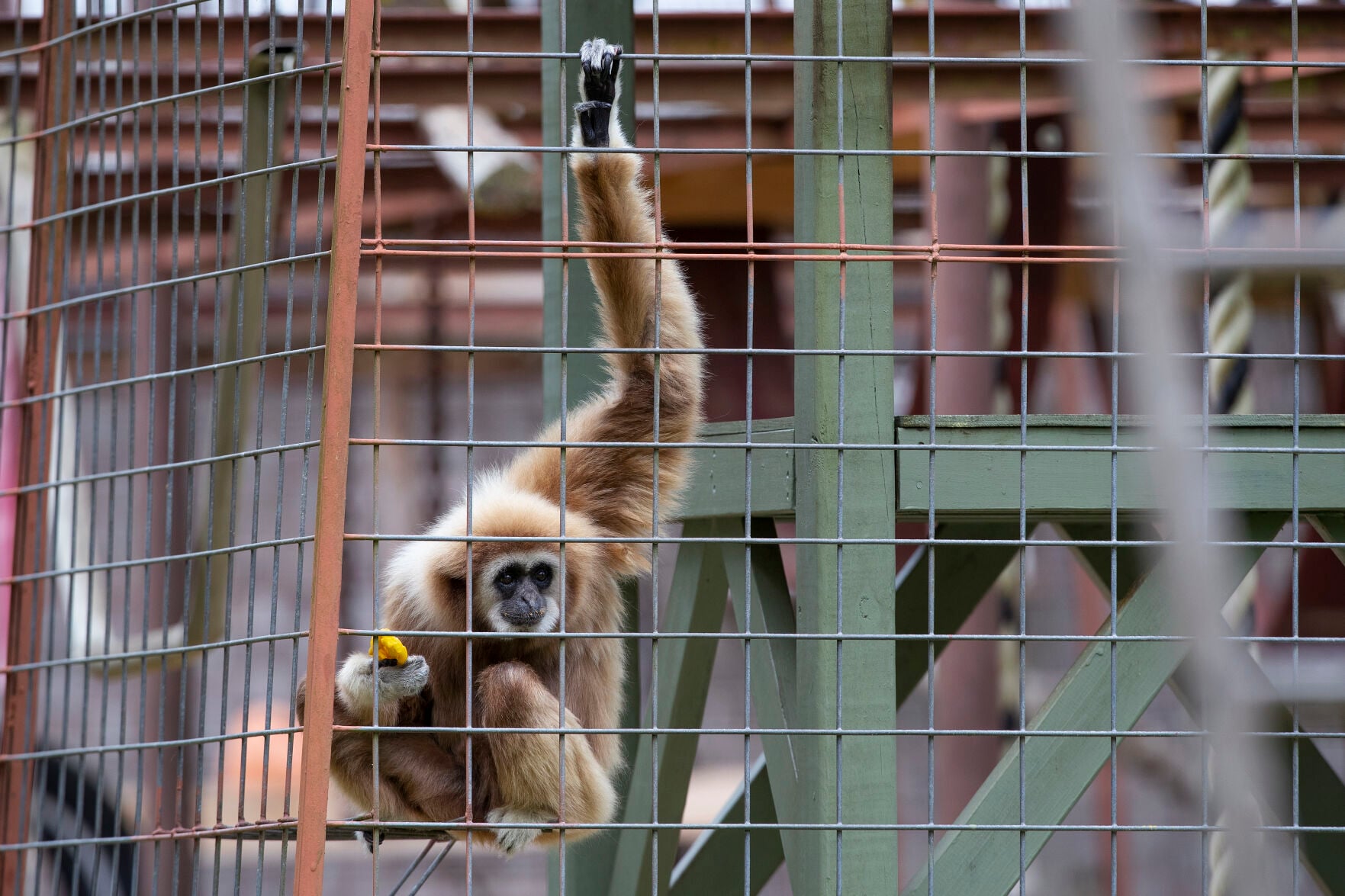 Oldest known gibbon in US celebrates 62nd birthday at Summerville