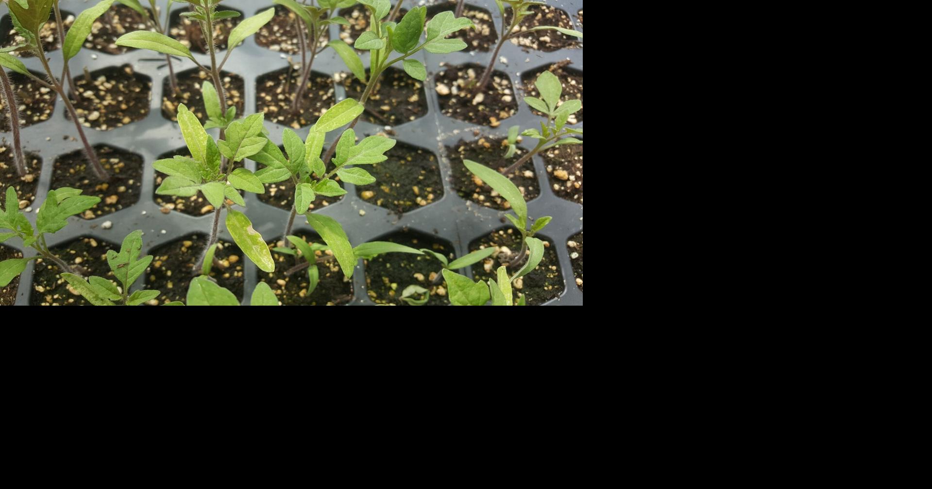 Greg Pryor examines if vegetable gardening is worth it