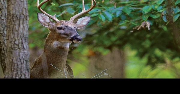 State works to keep deer herd free of Chronic Wasting Disease
