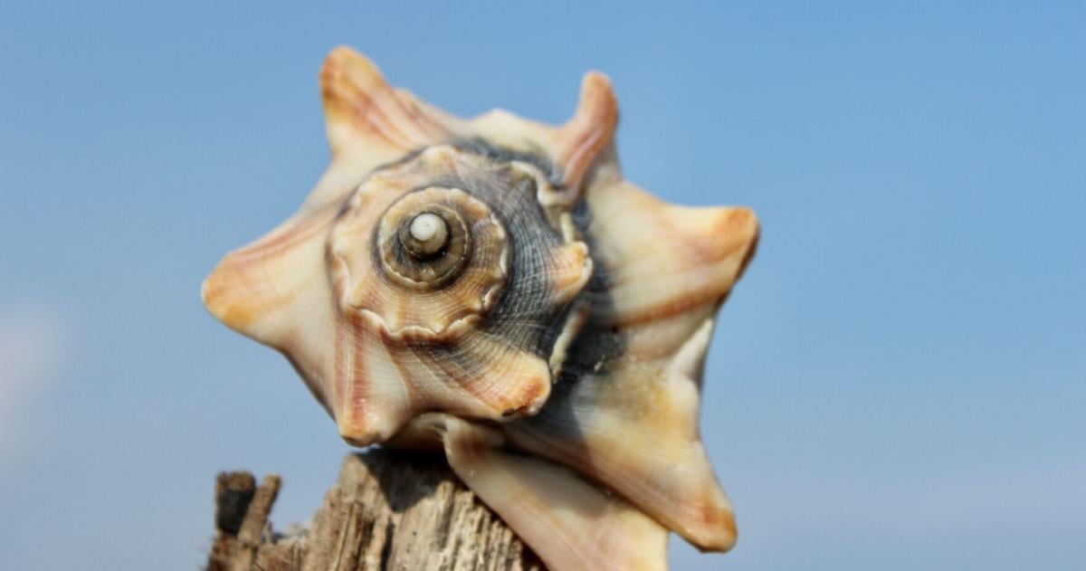 Reader photo pick of the week: Shells