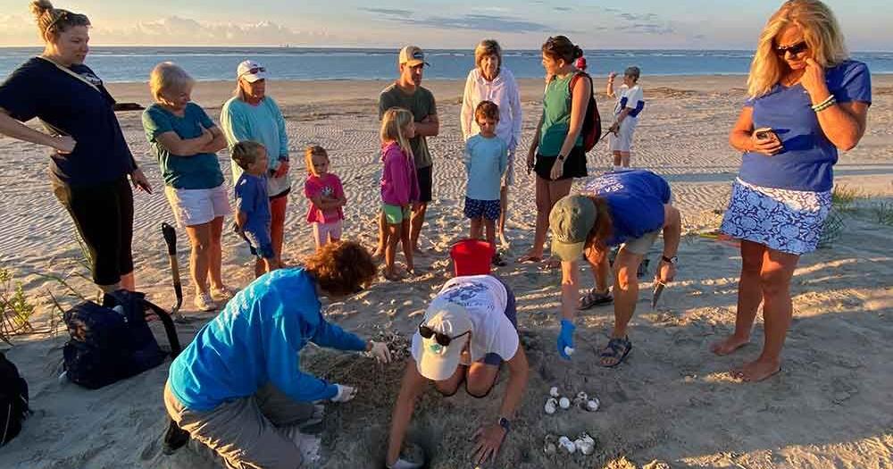 IOP Recreation Department to host turtle talk - Vimarsana News