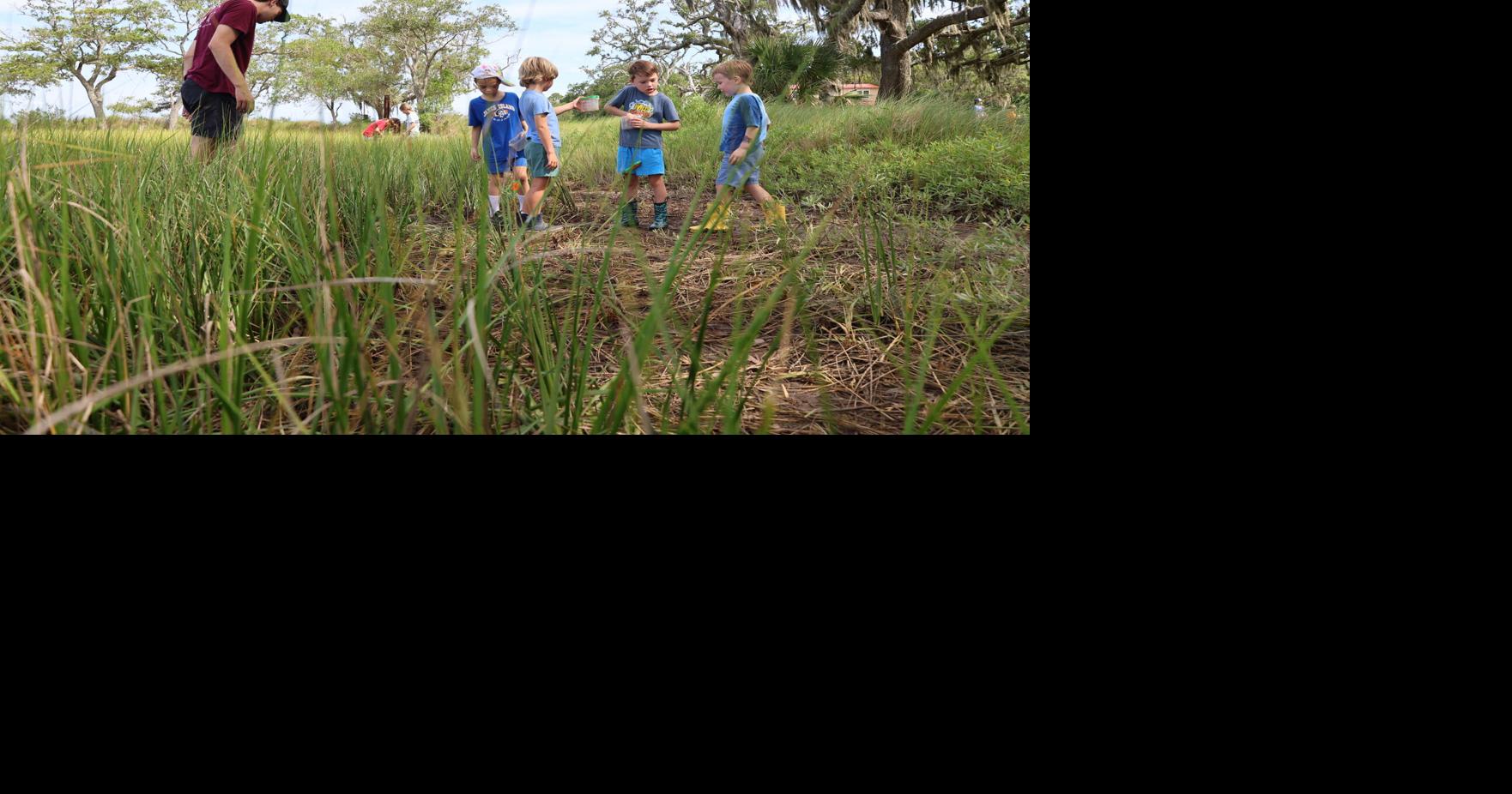 Charleston County Council agrees to give Charleston Museum millions to not develop Dill tract