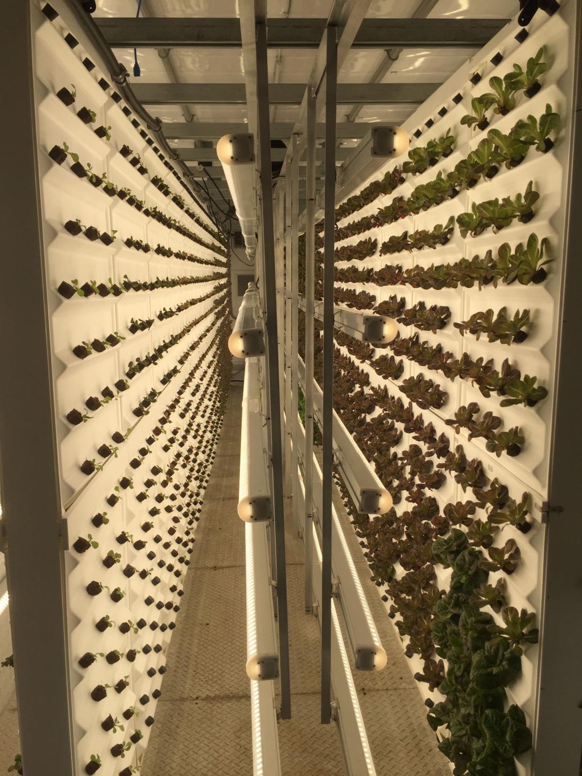 How To Grow 40 000 Heads Of Lettuce In A Shipping Container
