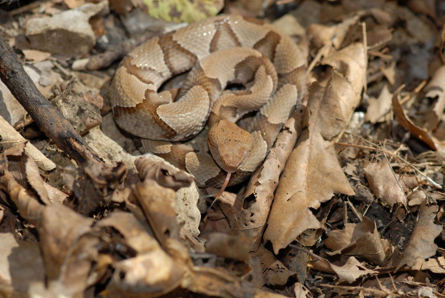 See a snake? Here's how to identify the venomous ones in South Carolina