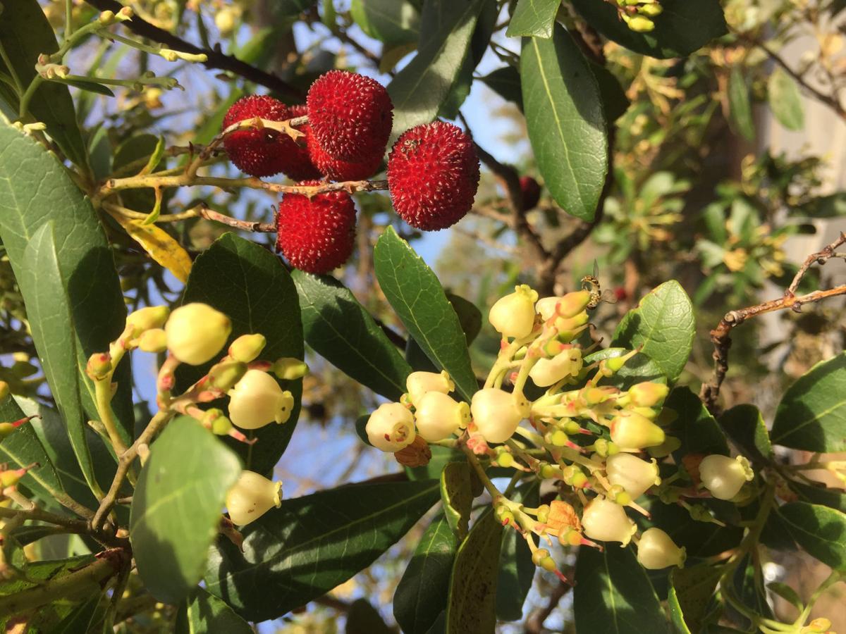 Gardening Add Strawberry Tree To List Of Plants That Can Be Used
