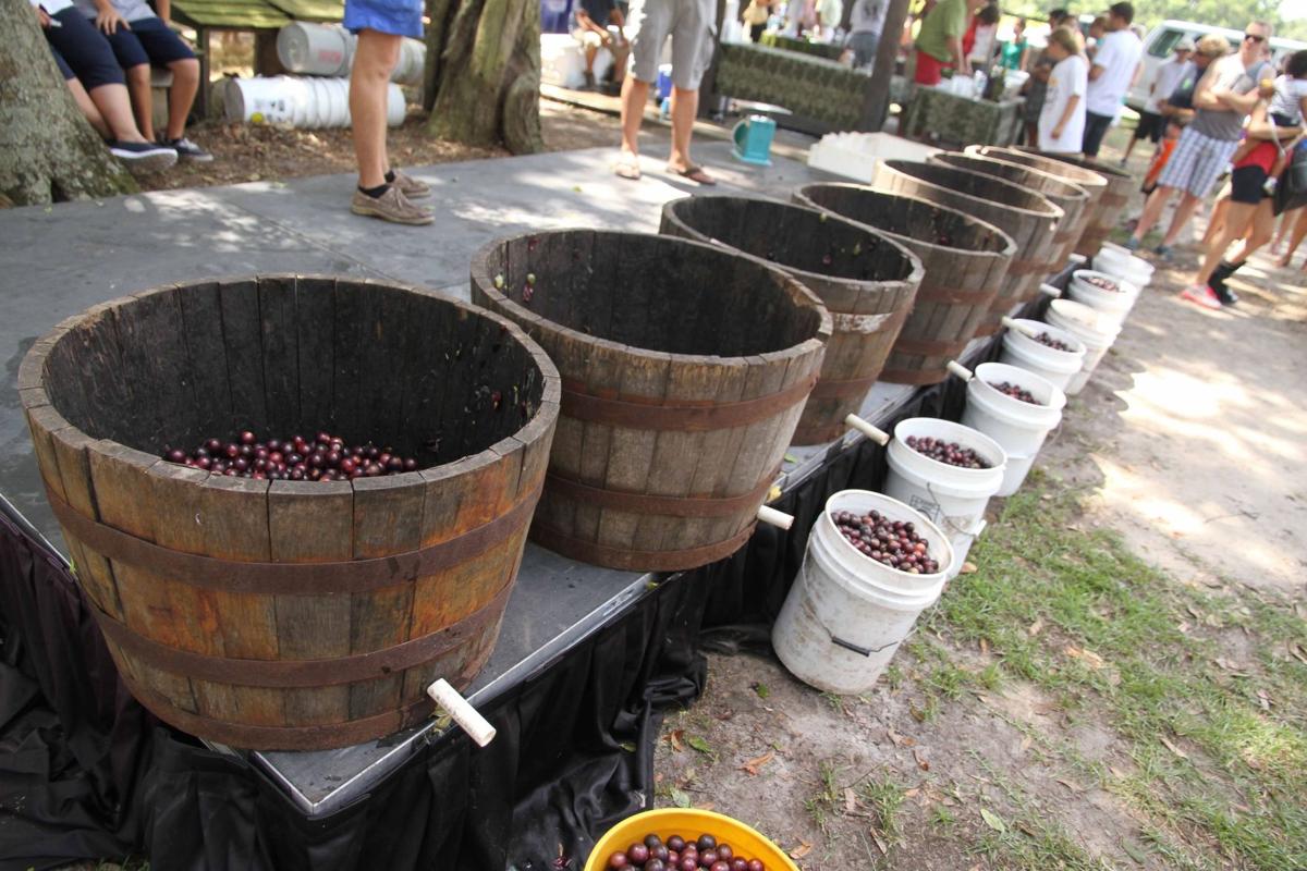 Grape Stomping Festival