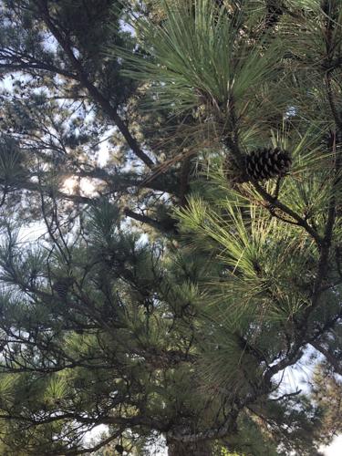 Longleaf pine trees are shedding needles