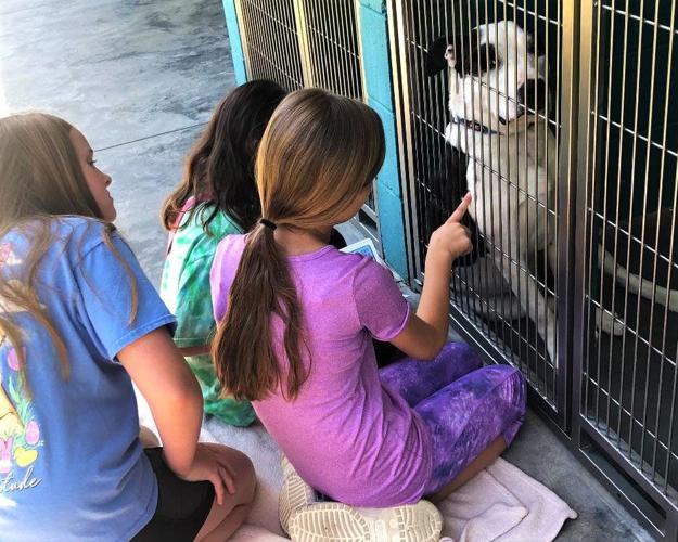 Clear Spring Elementary students help animals in need